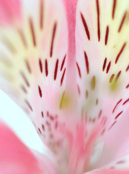 Exposition 2012: La vie en rose