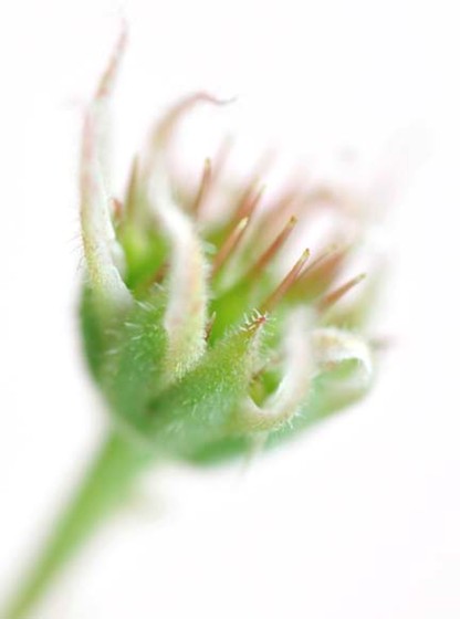 Exposition 2012: La vie en rose