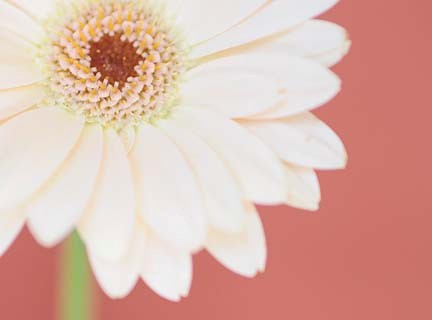 Exposition 2012: La vie en rose