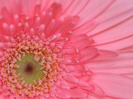 Exposition 2012: La vie en rose