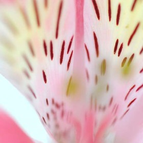 Exposition 2012: La vie en rose