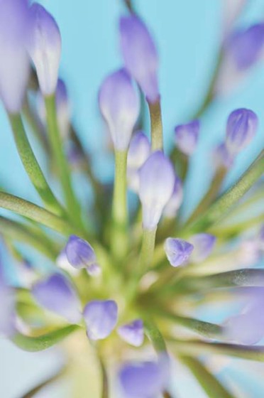 Exposition 2012: Fleur bleue