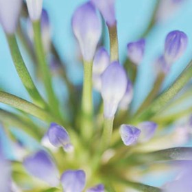 Exposition 2012: Fleur bleue