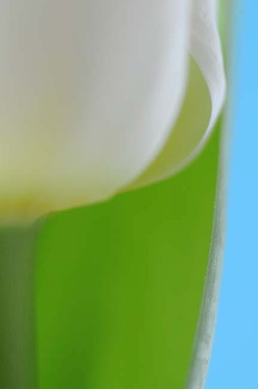 Exposition 2012: Fleur bleue