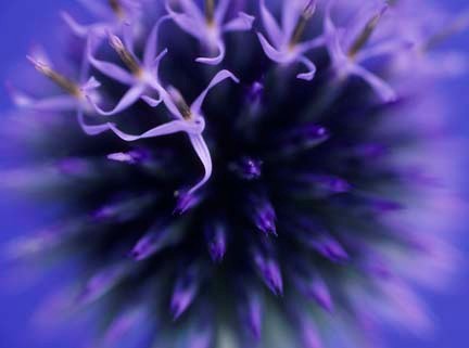 Exposition 2012: Fleur bleue